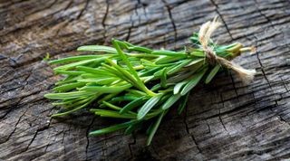 No. 7 - Gaea's Blessing Seeds - Rosemary Seeds - 5