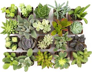 No. 6 - Altman Plants Live Succulent Plants - 2