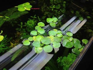 No. 9 - G'z Amazon Frogbit Live Aquarium Plants - 5