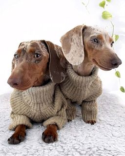 No. 7 - Fitwarm Thermal Knitted Dog Sweater - 3