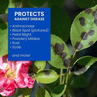 No. 10 - BioAdvanced 3-In-1 Insect, Disease and Mite Control - 3