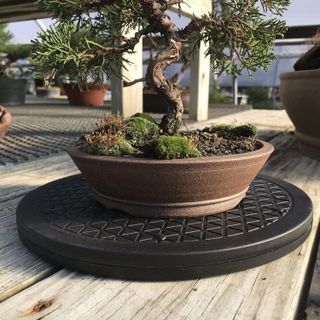 No. 3 - Mighty Mini Bonsai Turntable - 5