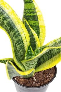 No. 5 - Live Snake Plant - 4