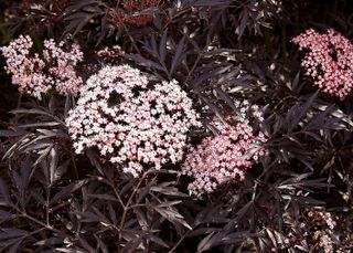 No. 6 - Black Lace Elderberry Live Shrub - 2