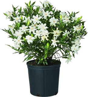 No. 5 - Shrub Gardenia Frostproof - 1