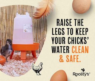 No. 7 - Roosty's Chick Feeder and Waterer Kit - 3