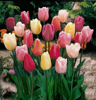 No. 9 - Tulip Bulbs - 1