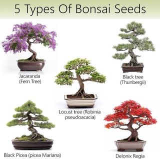 No. 7 - Bonsai Tree Kit - 2