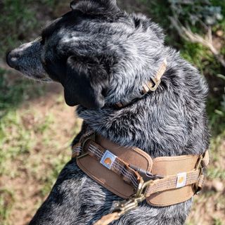 No. 6 - Carhartt Nylon Duck Training Dog Harness - 5