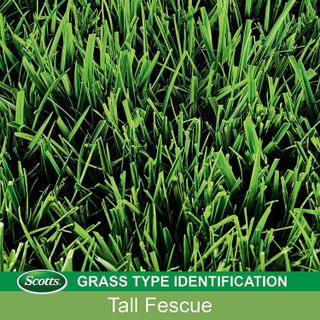 No. 9 - Scotts Turf Builder Grass Seed Tall Fescue Mix - 4