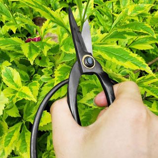 No. 6 - Gonicc Bonsai Scissors - 5