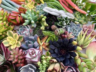 No. 4 - The Succulent Cult Succulent Cuttings - 5