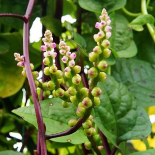 No. 5 - Outsidepride Basella Rubra Malabar Spinach Climbing Vine Herb Garden Plants - 1