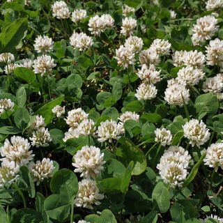 No. 7 - White Dutch Clover Seeds - 3