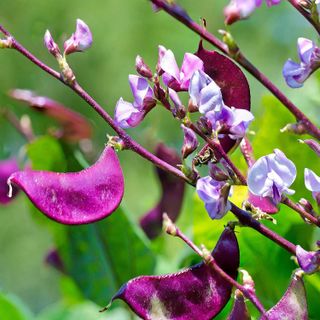 No. 1 - Outsidepride Dolichos Lablab Purple Hyacinth Bean Red Leaved Plant Climbing Vine Seed - 2