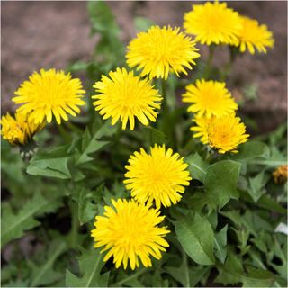 No. 8 - Seed Needs Dandelion Herb Seeds - 2