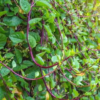 No. 5 - Outsidepride Basella Rubra Malabar Spinach Climbing Vine Herb Garden Plants - 2