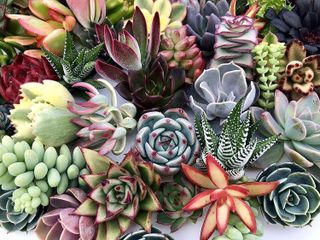 Top 10 Best Succulent Plants for Home Decor- 3