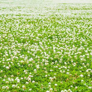 No. 7 - White Dutch Clover Seeds - 4