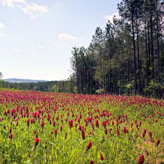 No. 4 - Outsidepride Crimson Clover Legume Seed - 2