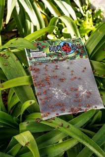 No. 6 - Buddy Bugs Ladybugs - 2
