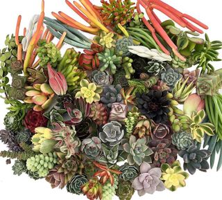 No. 4 - The Succulent Cult Succulent Cuttings - 2