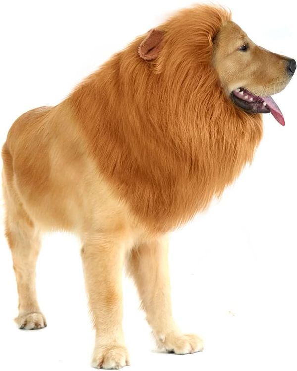 No. 8 - Dog Lion Mane Costume - 3