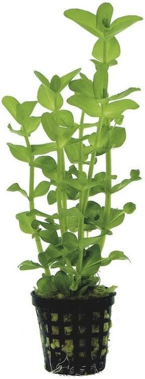 No. 3 - AquaLeaf Aquatics Moneywort - 1