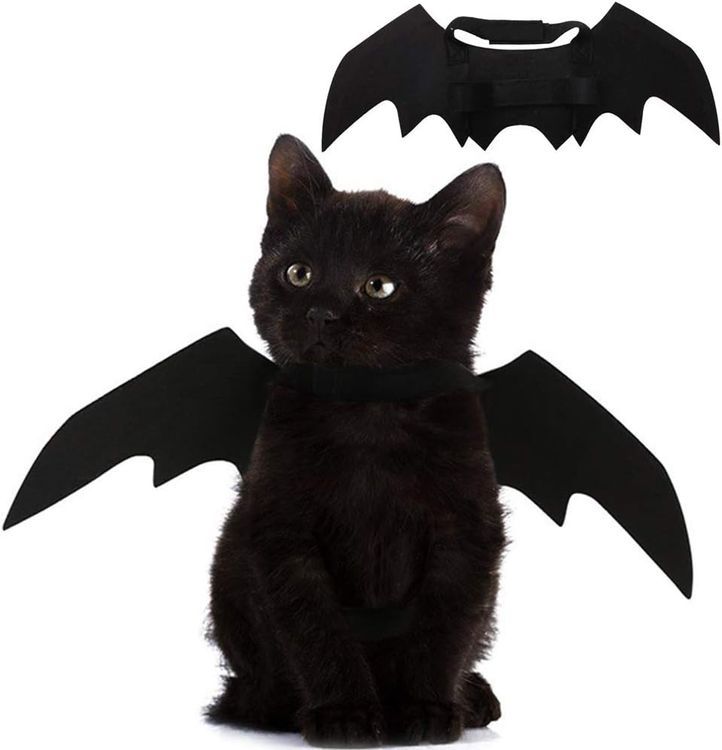 No. 3 - Bat Wings for Cats - 1