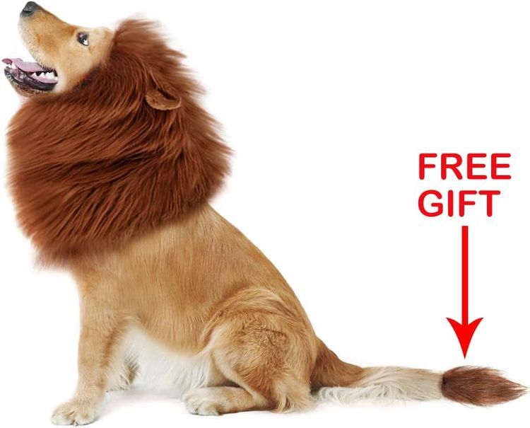 No. 10 - Lion Mane Dog Costume - 5