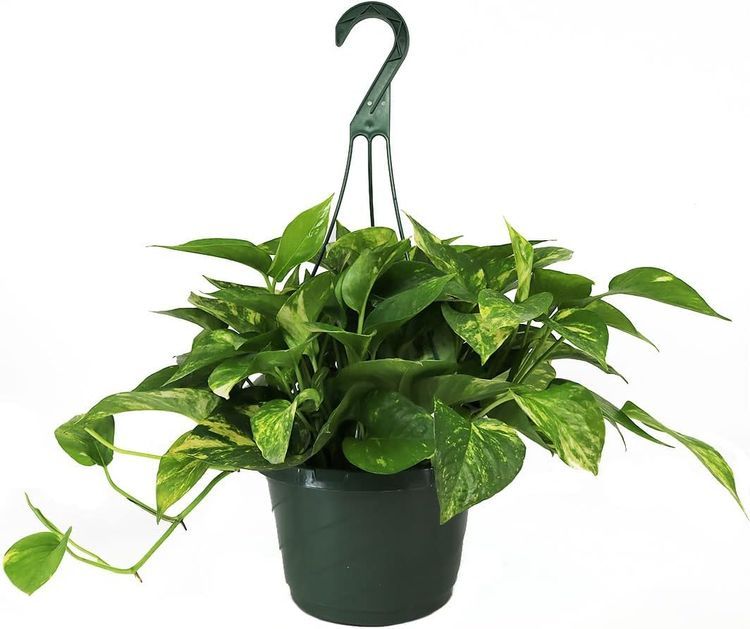 No. 4 - American Plant Exchange Live Golden Pothos Plant - 1