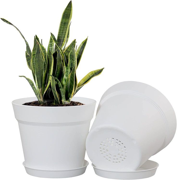 No. 7 - 6-Inch Plant Pot Set - 3