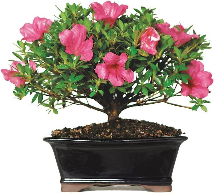 No. 9 - Brussel's Bonsai Satsuki Azalea Outdoor Tree - 1