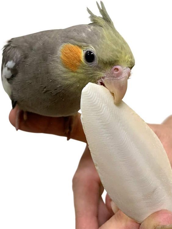 No. 1 - Birds LOVE Natural Cuttlebone - 3