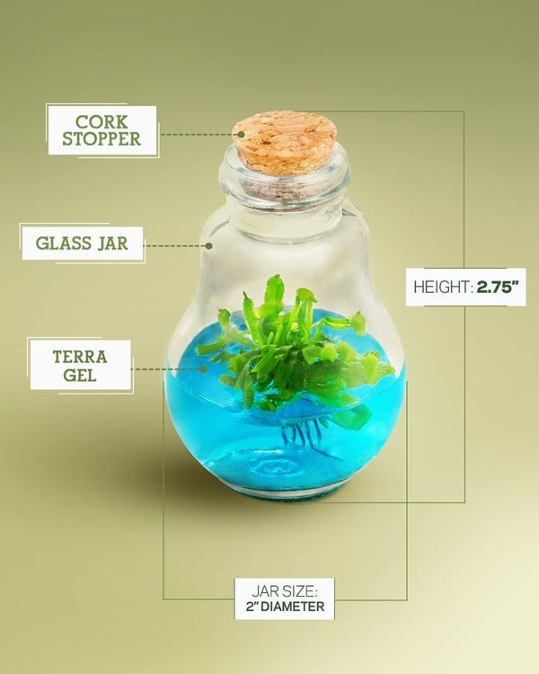 No. 8 - Bloomify Venus Fly Trap Terrarium - 2