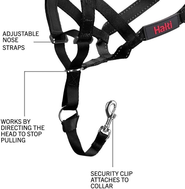 No. 5 - Halti Headcollar - 4