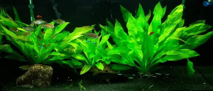 No. 2 - Amazon Sword Plants - 5