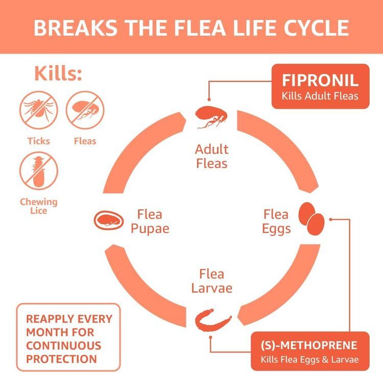 No. 3 - Amazon Basics Flea and Tick Topical - 3