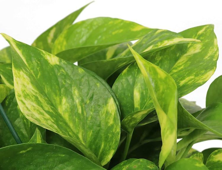 No. 4 - American Plant Exchange Live Golden Pothos Plant - 3