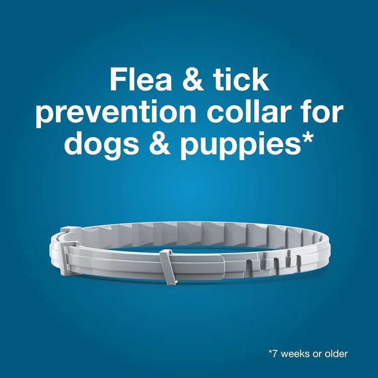 No. 2 - Seresto Small Dog Flea & Tick Collar - 4