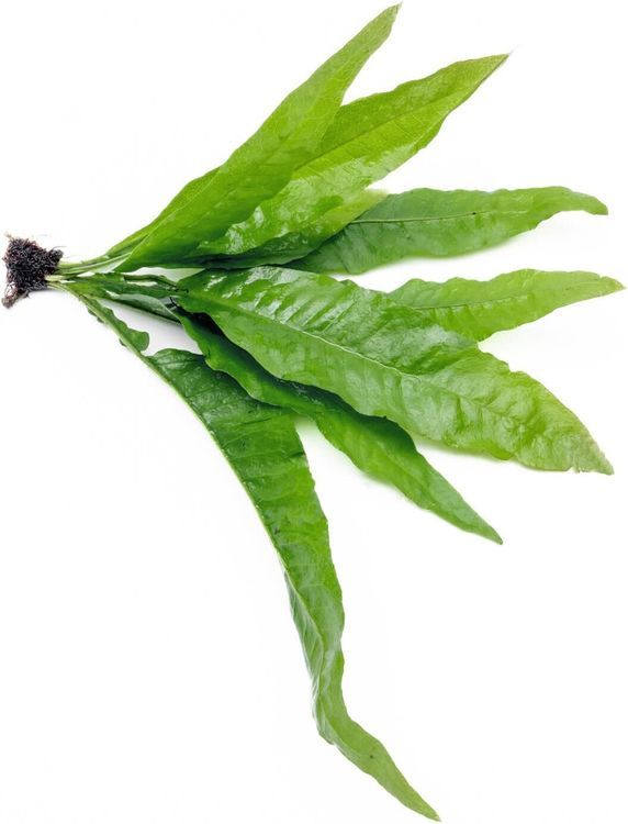 No. 1 - SubstrateSource Java Fern Live Aquarium Plants - 4