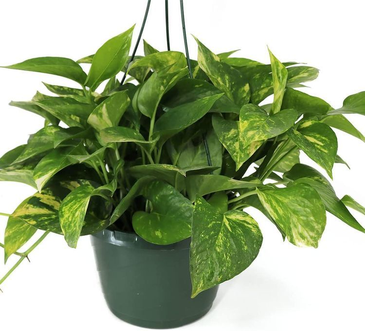 No. 4 - American Plant Exchange Live Golden Pothos Plant - 2