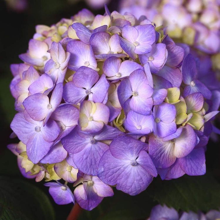 No. 10 - Bloomstruck Hydrangea - 2