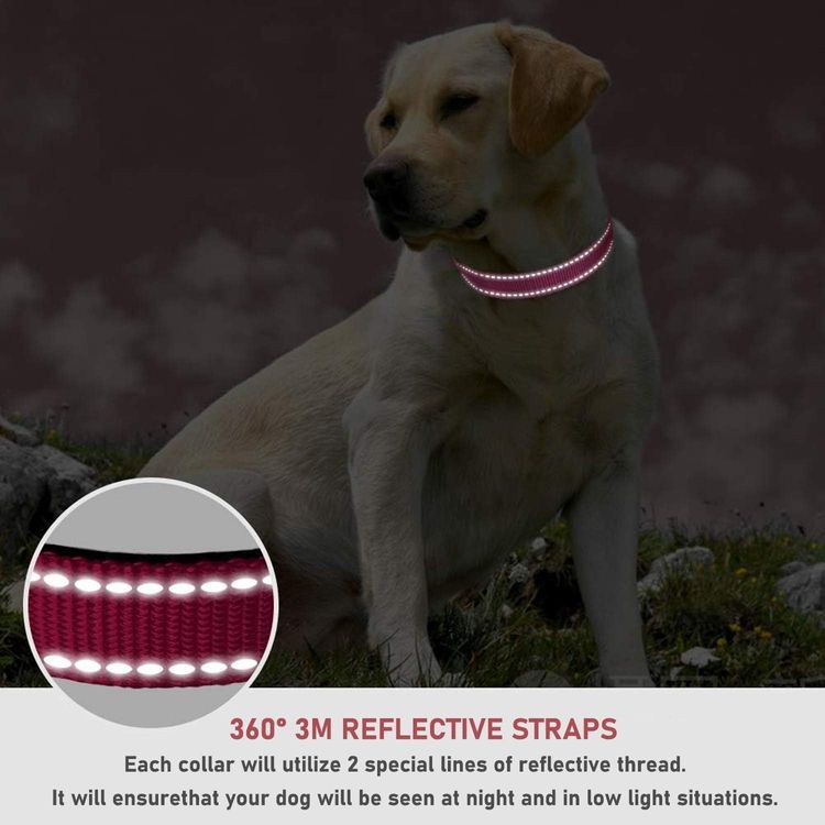 No. 9 - Reflective Dog Collar with Buckle - 4