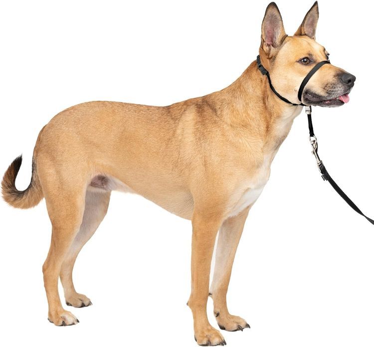 No. 7 - PetSafe Gentle Leader Headcollar - 1