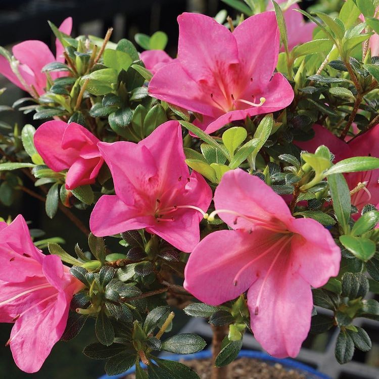 No. 9 - Brussel's Bonsai Satsuki Azalea Outdoor Tree - 5