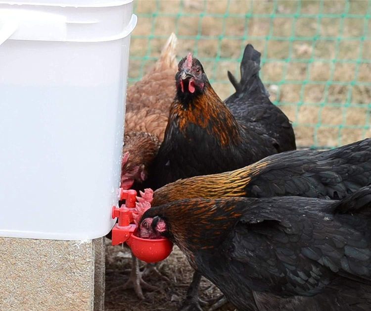 No. 6 - RentACoop Poultry Fountain and Waterer - 2