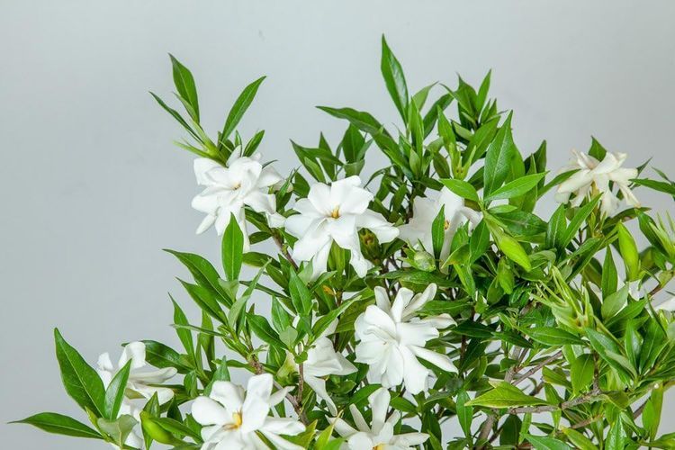 No. 1 - Perfect Plants Frostproof Gardenia Live Plant - 5