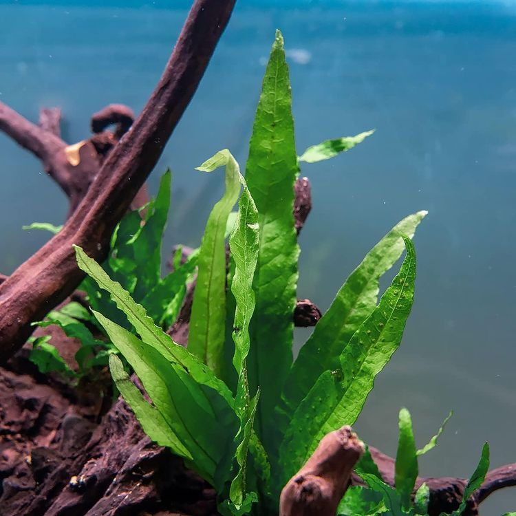 No. 1 - SubstrateSource Java Fern Live Aquarium Plants - 1