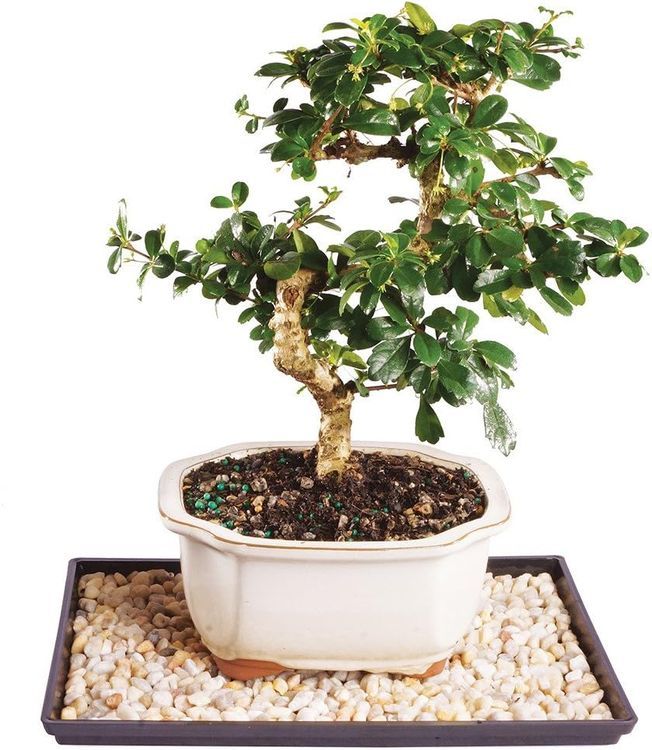 No. 10 - Brussel's Bonsai Fukien Tea - 1